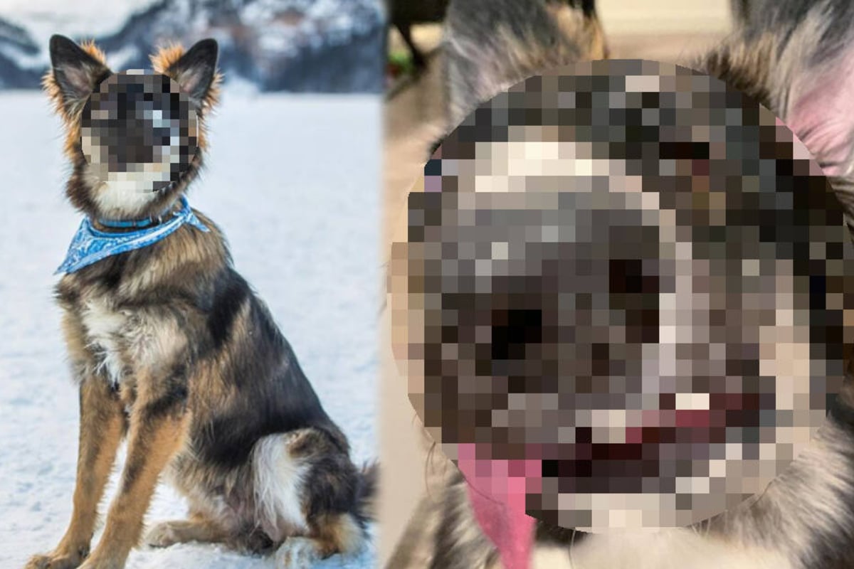 Sein besonderes Aussehen macht Hund zu einem InstagramStar TAG24
