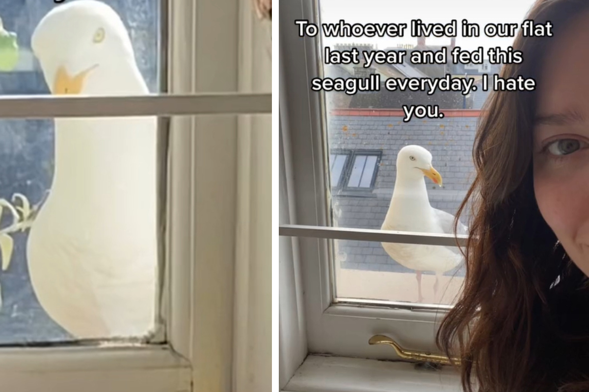 Studentin ist genervt, weil eine Möwe täglich bei ihr reinglotzt Studentin ist genervt, weil eine Möwe täglich bei ihr reinglotzt