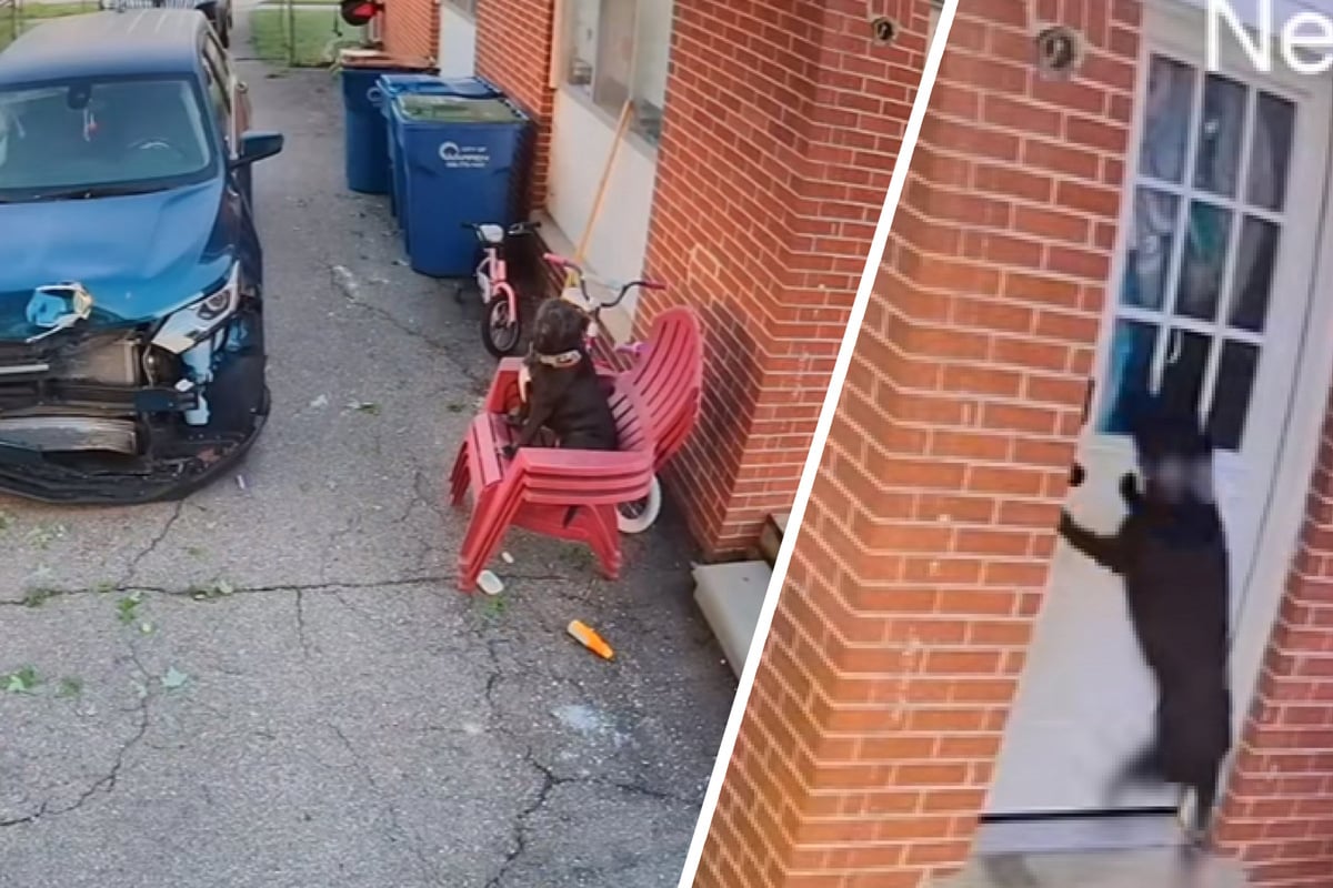 Dog owner makes heartshattering mistake while half-asleep: "She was convinced we abandoned her"