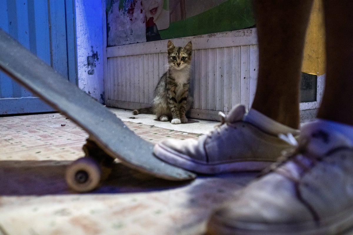 This cat can skate further than your grandma!