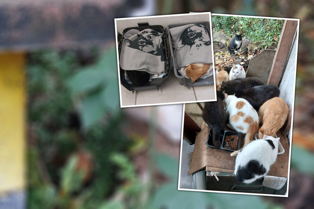 20 bis 30 Katzen in Elend Rettungsaktion für Katzenkolonie aus