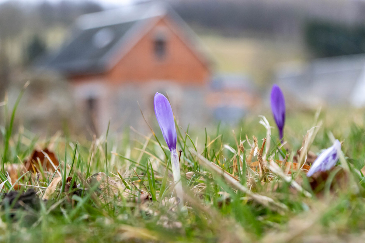 Milder Winter lockt &amp;quot;Nackte Jungfern&amp;quot; aus der Erde: Krokusblüte schon ...