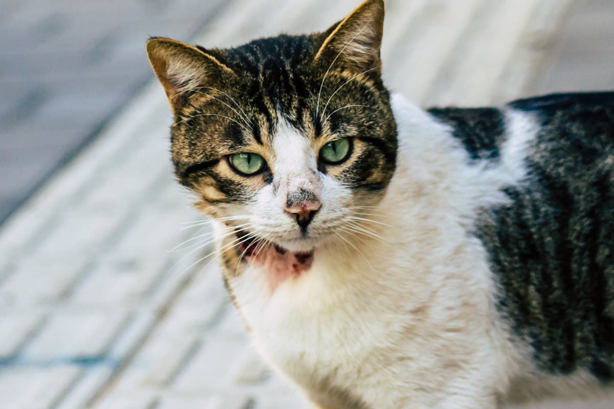 Katze vermisst: Mieze auf Nachbargrundstück in hilfloser Lage