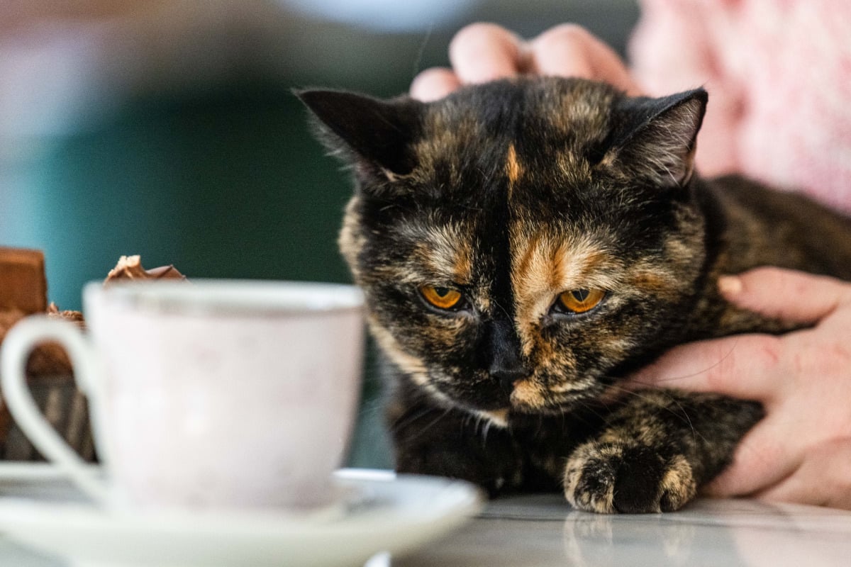 Kurioses Jobangebot: Tierheim sucht Katzenstreichler