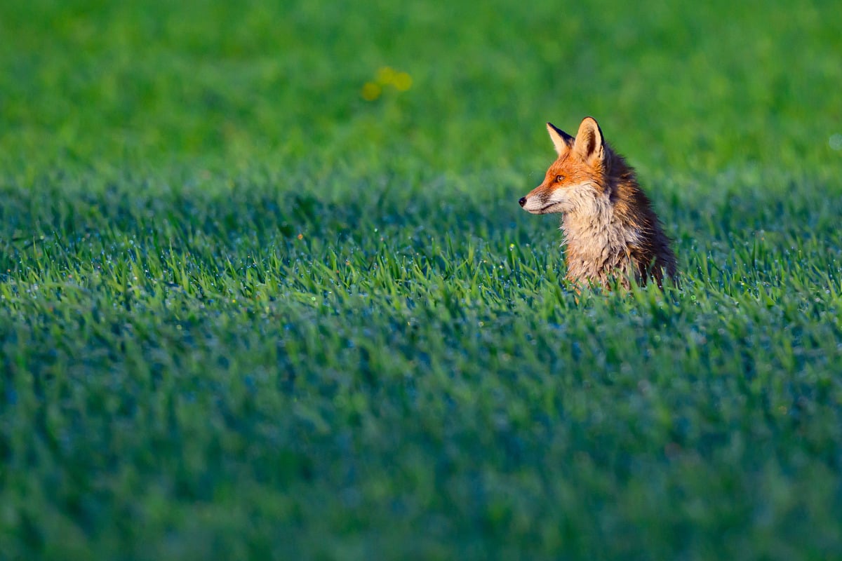 Laute-Schreie-in-Gartenanlage-Fuchs-steckt-in-illegaler-Falle-fest