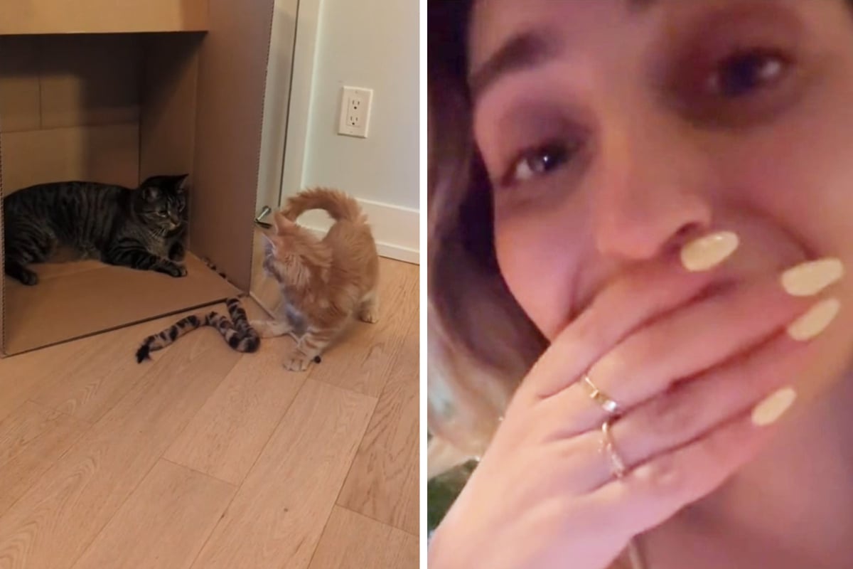 Frau will wissen, was ihre Katzen treiben: Als sie Tierkamera prüft, muss sie hysterisch lachen
