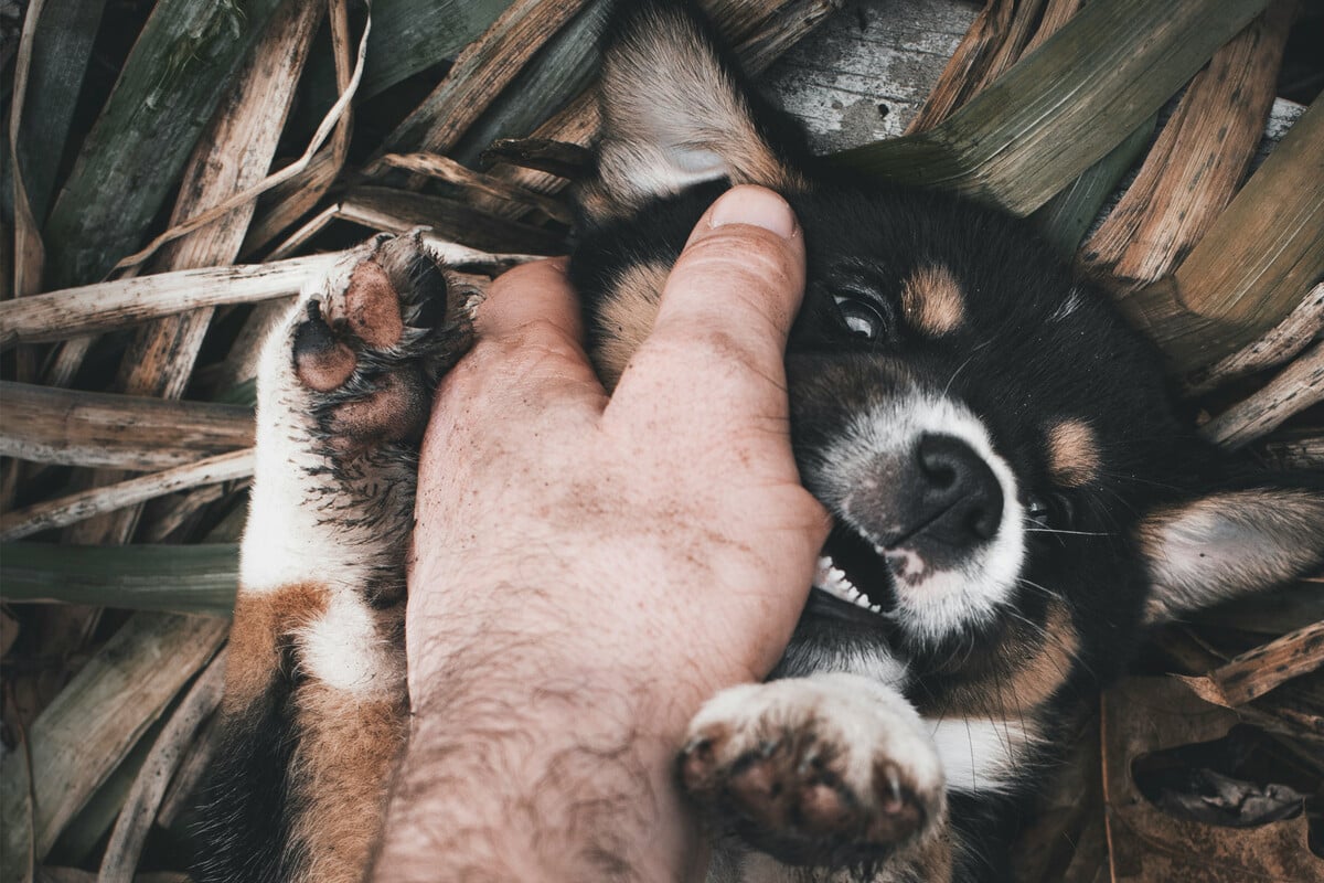 Why do dogs bite?