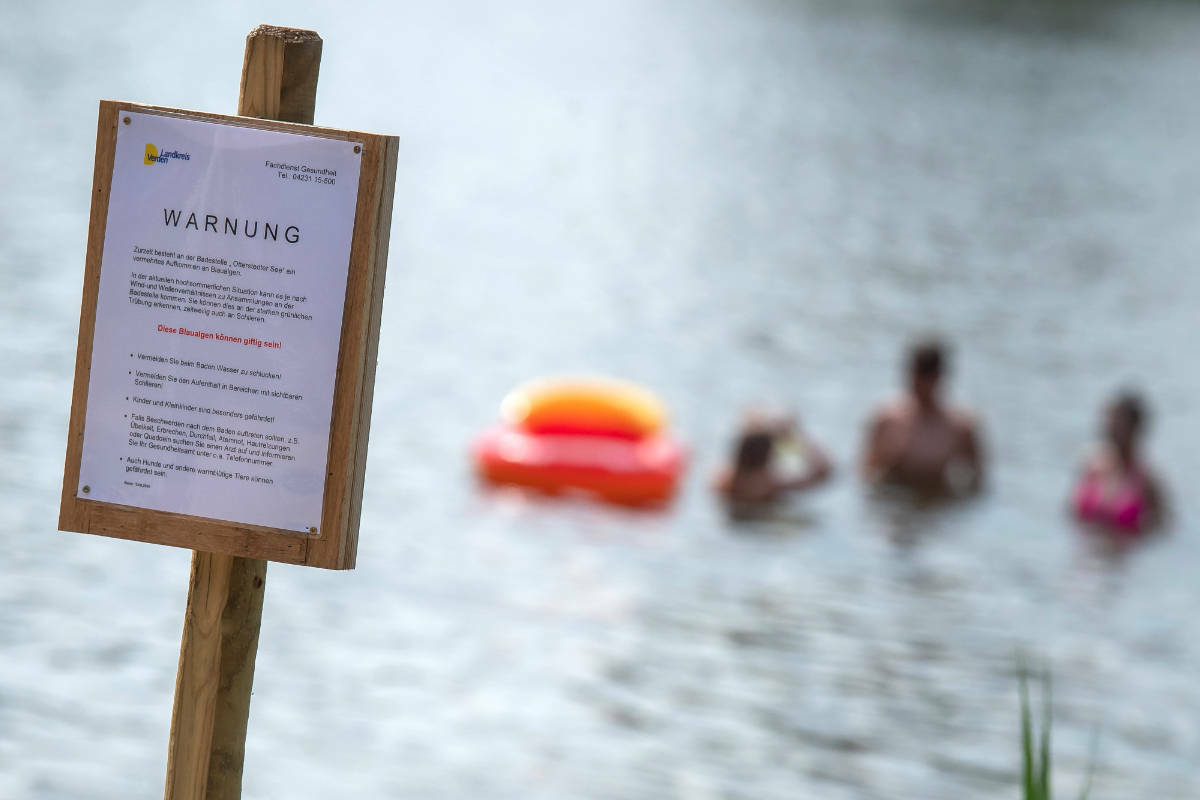 Alarm in Brandenburgs Seen: Bringen uns Blaualgen um den Badespaß?