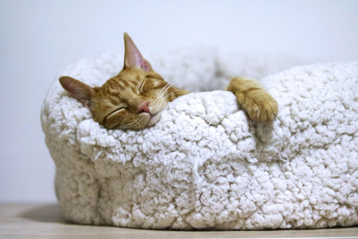 Why do cats sleep so much?