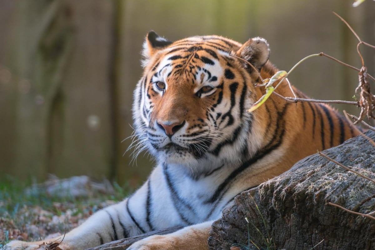Drama in deutschem Zoo: Tiger fällt in Teich und taucht nicht mehr auf