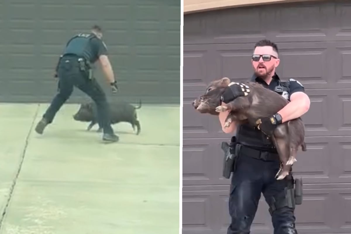 A Utah police officer tackles an escaped pig into submission