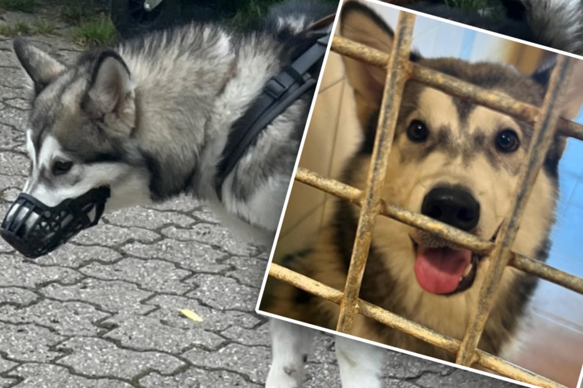 Sein Schicksal machte fassungslos: Ausgesetzter Husky hat sich gut in Tierheim eingelebt