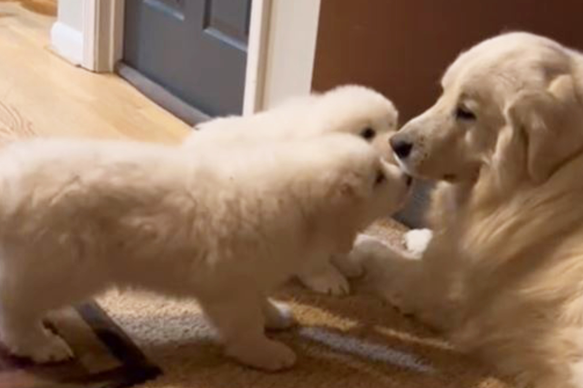 Welpen-wollen-mit-Papa-spielen-Was-der-Hund-daraufhin-tut-bringt-Herzen-zum-Schmelzen