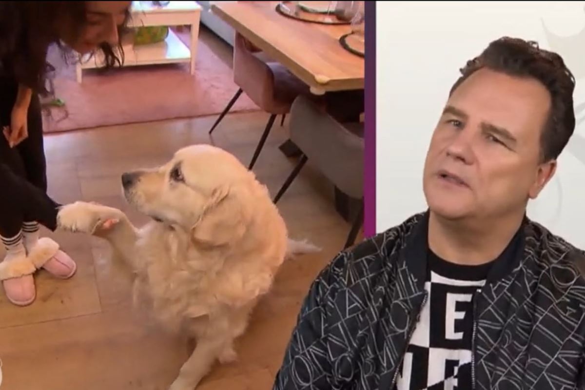 -quot-Shopping-Queen-quot-Finale-Als-Golden-Retriever-ins-Bild-huscht-ist-es-f-r-Guido-Maria-Kretschmer-aus-und-vorbei