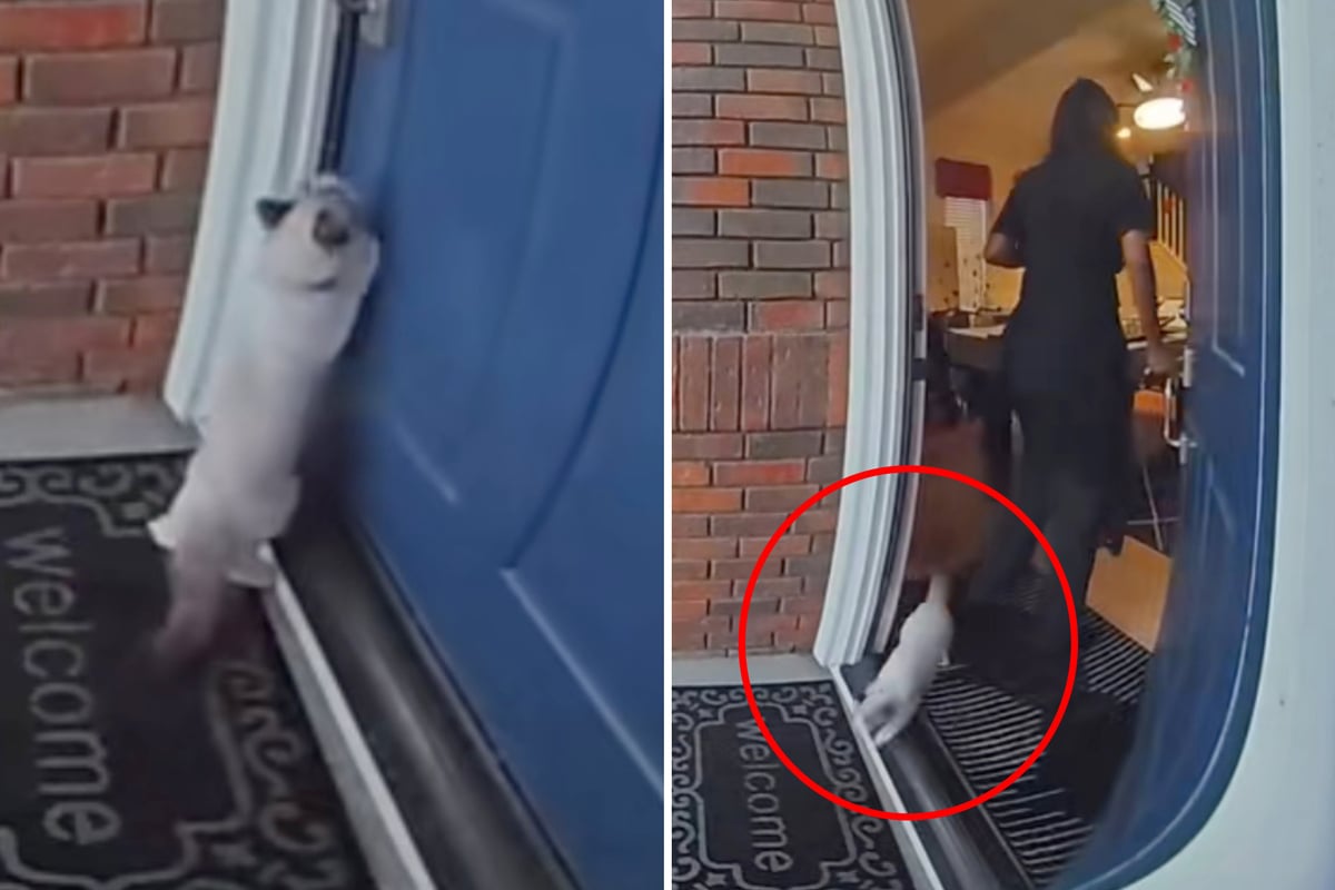 Wohnungs-Katze-landet-vor-Haus-Was-sie-dann-tut-geht-so-vielen-unter-die-Haut