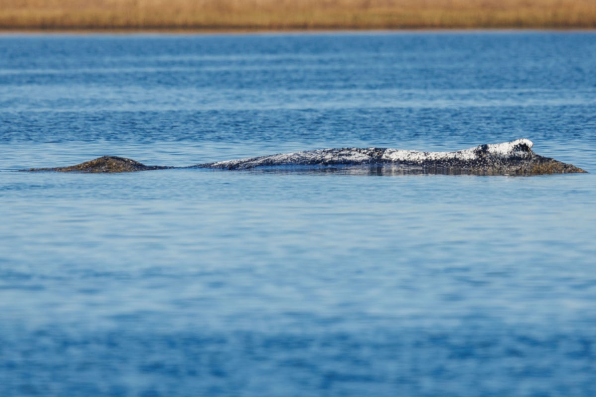 Ursprüngliches Rettungs-Konzept für Buckelwal nicht mehr umsetzbar: Wie geht es jetzt weiter?