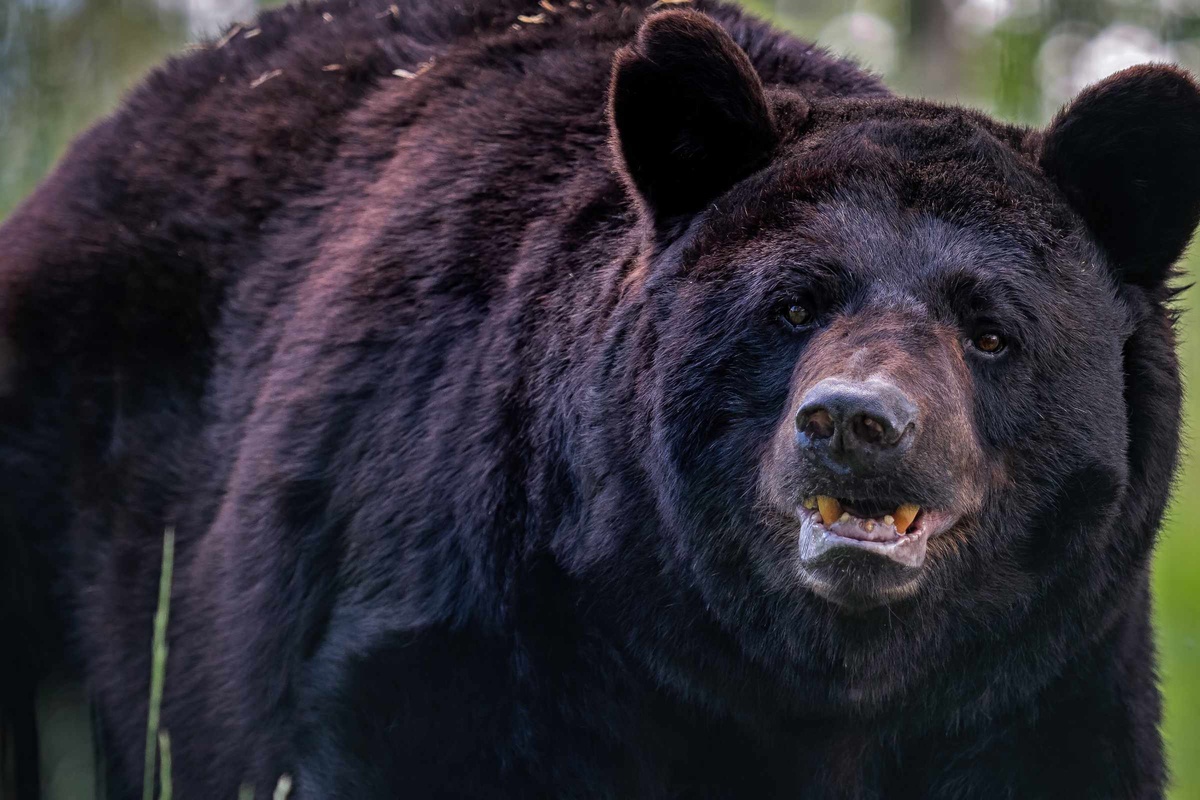 Maine woman heroically fights off black bear to save her dog - Vimarsana News