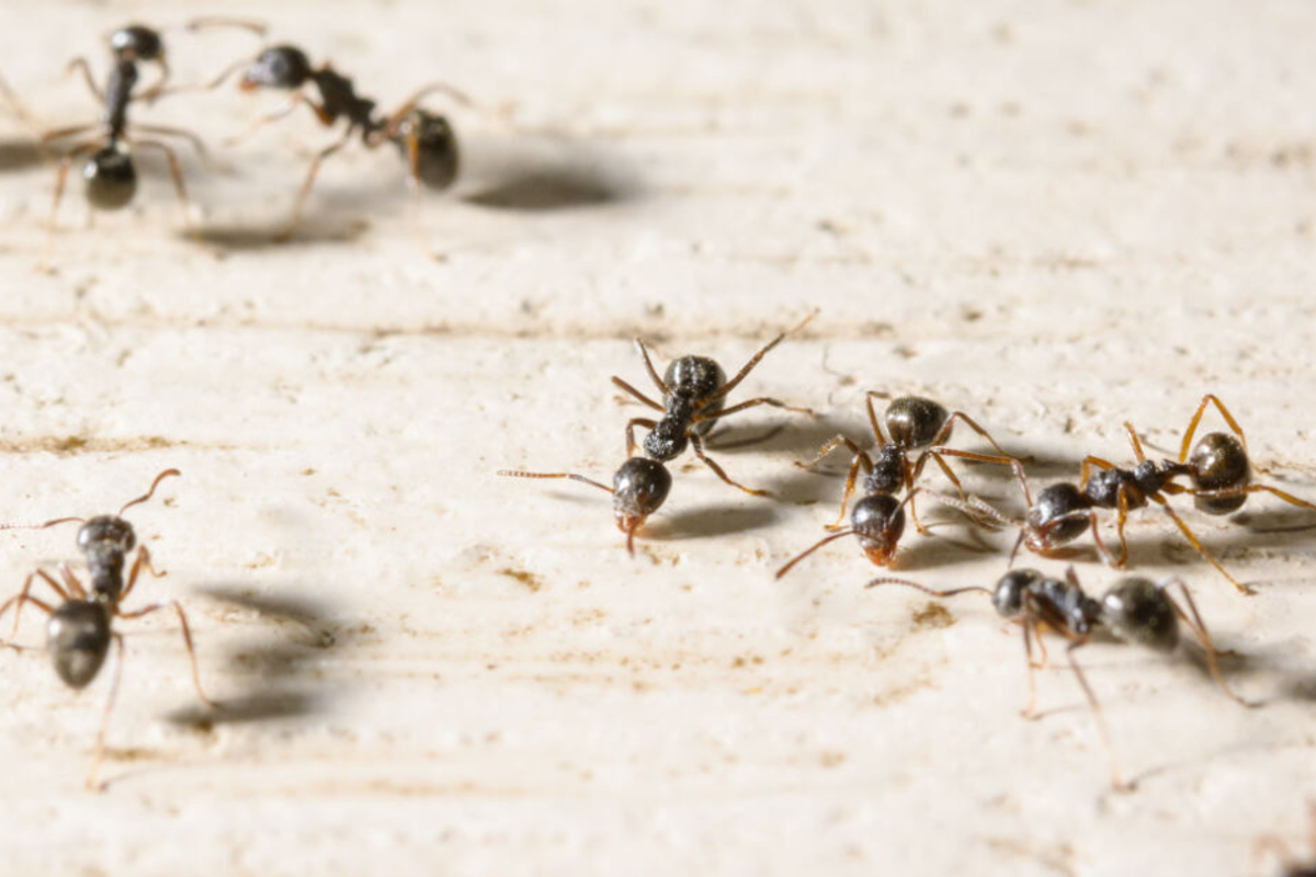 Ameisen im Haus Diese acht Tipps ohne Chemie helfen wirklich TAG24