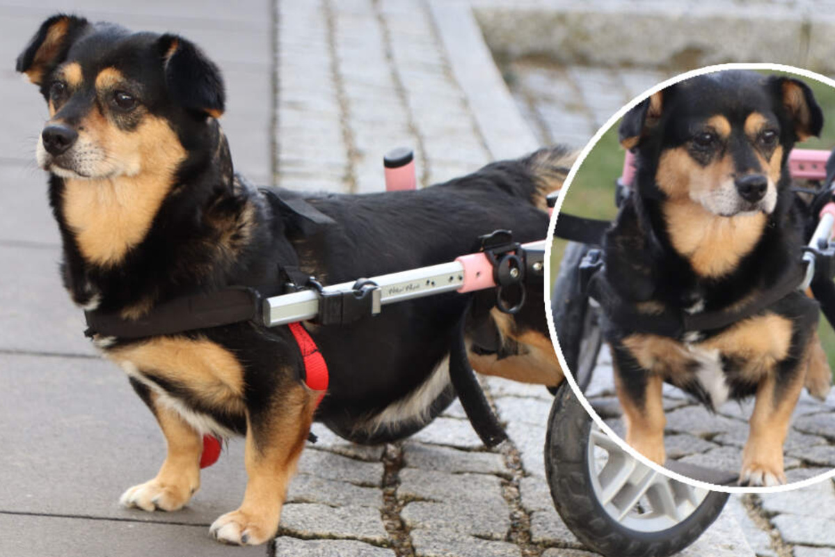 Kleiner Hund auf Rädern Warum will niemand Gioia eine zweite Chance