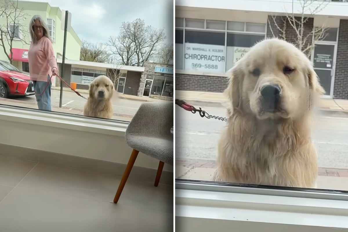 Dog stops at same window every day – and the reason why is too cute for words