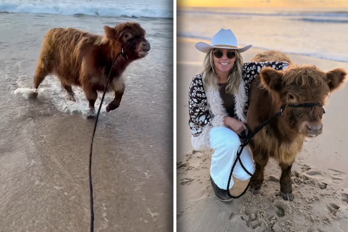 Cowabunga! Farmer takes baby cow to the beach in adorable viral video