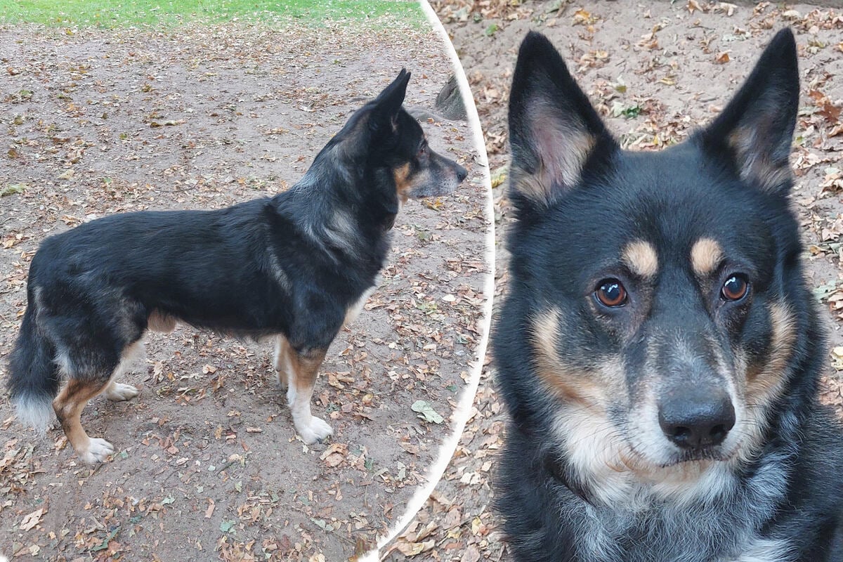 F-nfmal-zur-ckgewiesen-Border-Collie-Mix-Buddy-auf-der-Suche-nach-seinem-Happy-End