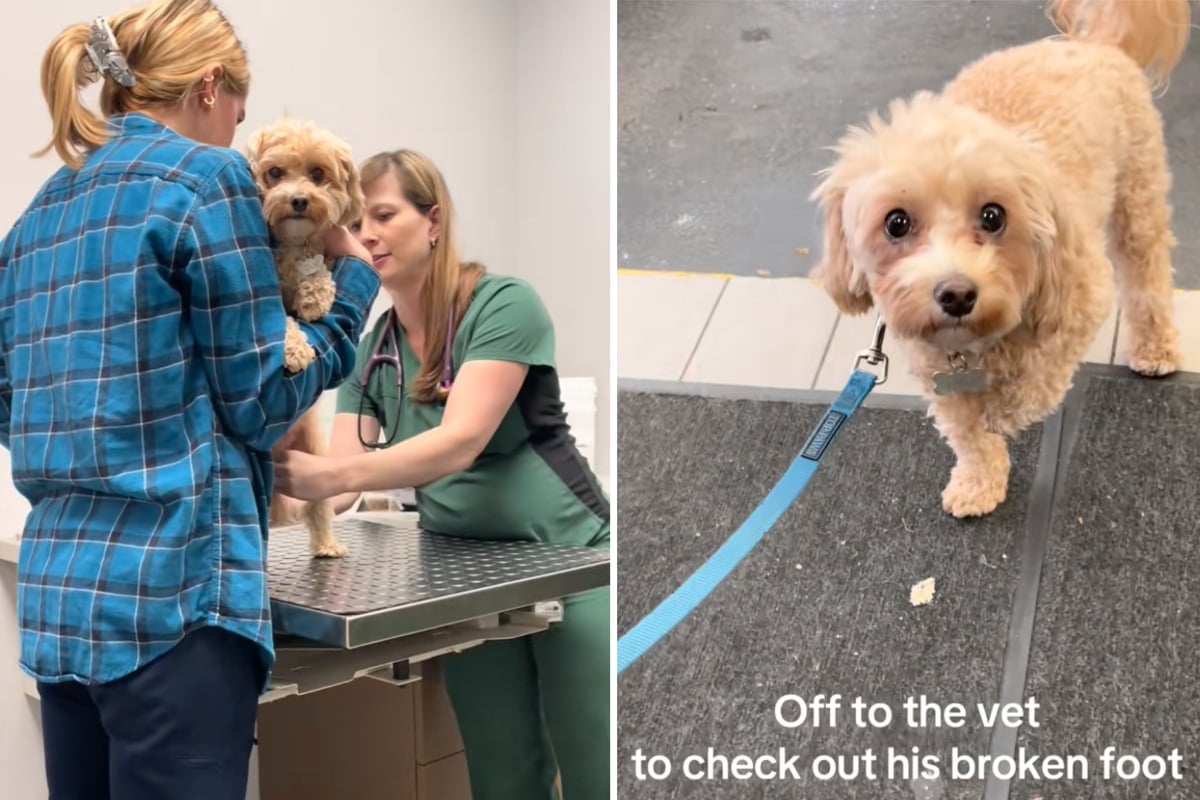 Maltipoo-pr-sentiert-Besitzerin-verletztes-Bein-Was-sie-beim-Tierarzt-erf-hrt-entsetzt-sie