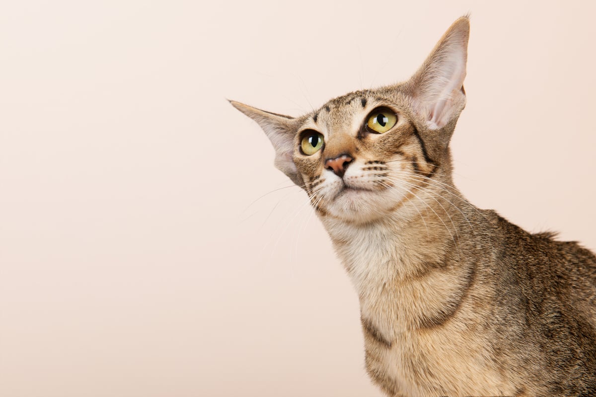 Katzen mit großen Ohren: Diese Rassen haben gewaltige Lauscher