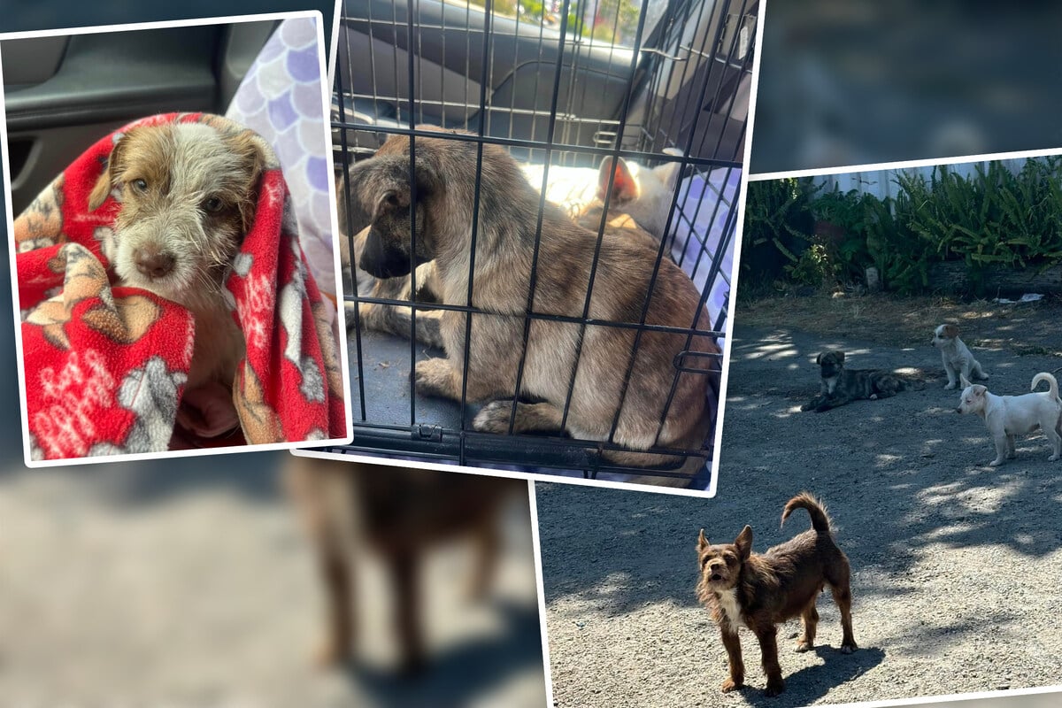 Hundefamilie ausgesetzt: Als Mutter gefasst wird, brechen Retter in Tränen aus