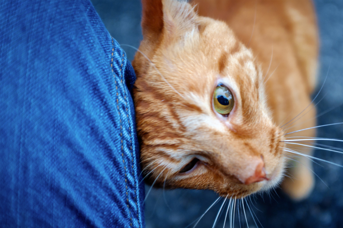 Why does my cat headbutt me?