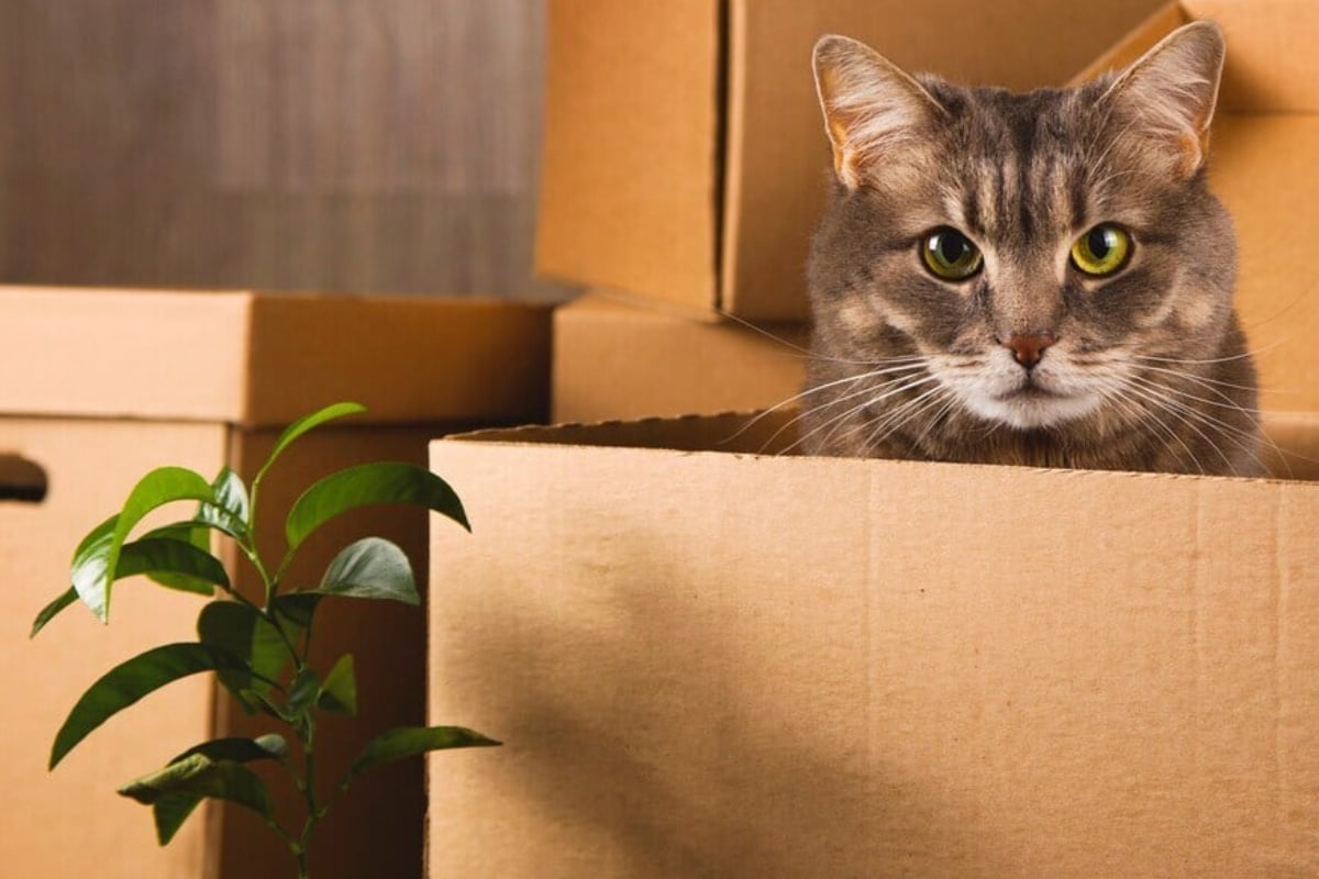 How To Coax A Cat Out Of Hiding Why Is My Cat Hiding In Corners at Don Maggie blog