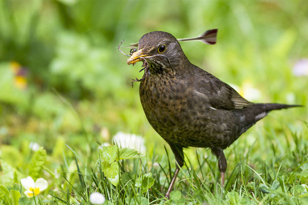 Amsel fliegt tagelang mit Pfeil im Kopf umher - Tierquäler ...