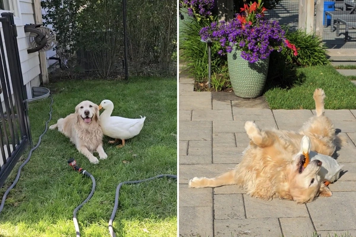 Dog and duck have become the bestest of buds, and the internet can't get enough!