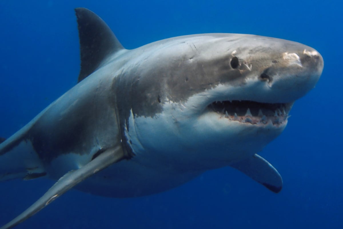 Shark attack! Surfboard found but the surfer is still missing