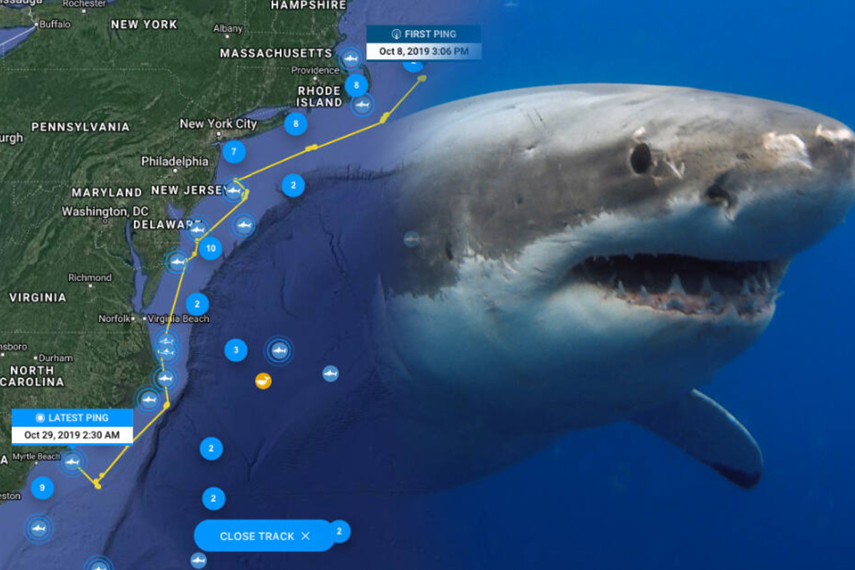 Mit dieser App kann man Weiße
