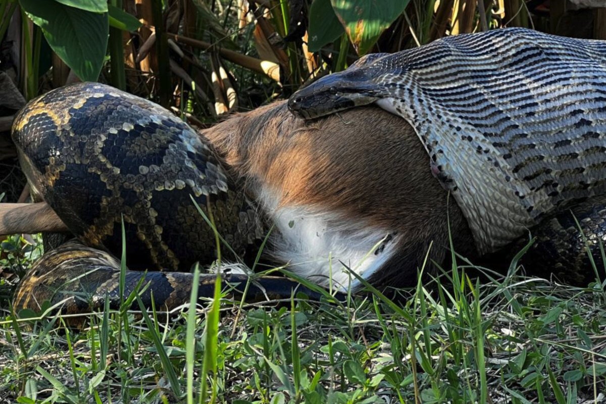 Scientists can't believe this Burmese python swallowed a whole deer!
