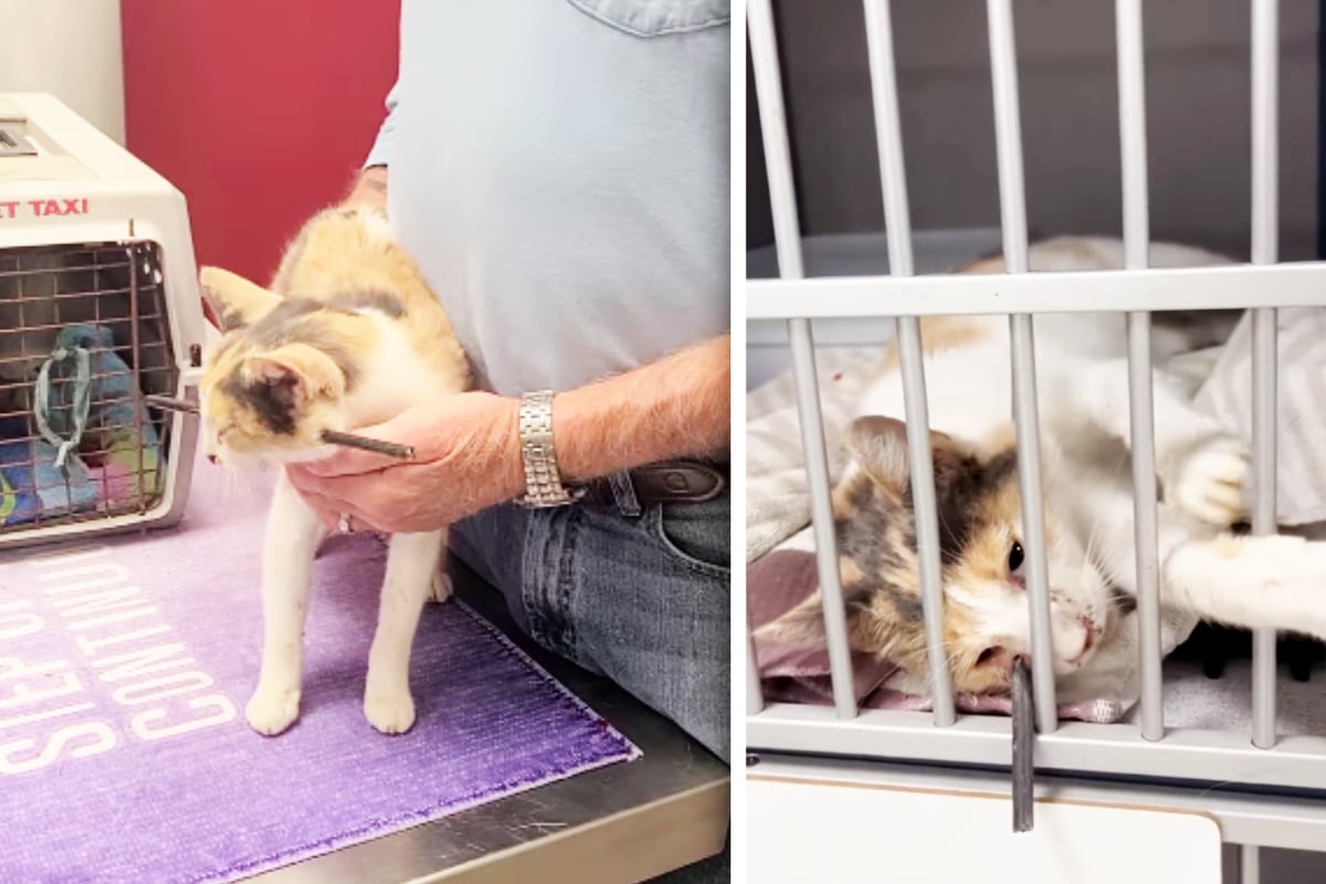 Cat shot in the head with a bow and arrow becomes a true Miracle