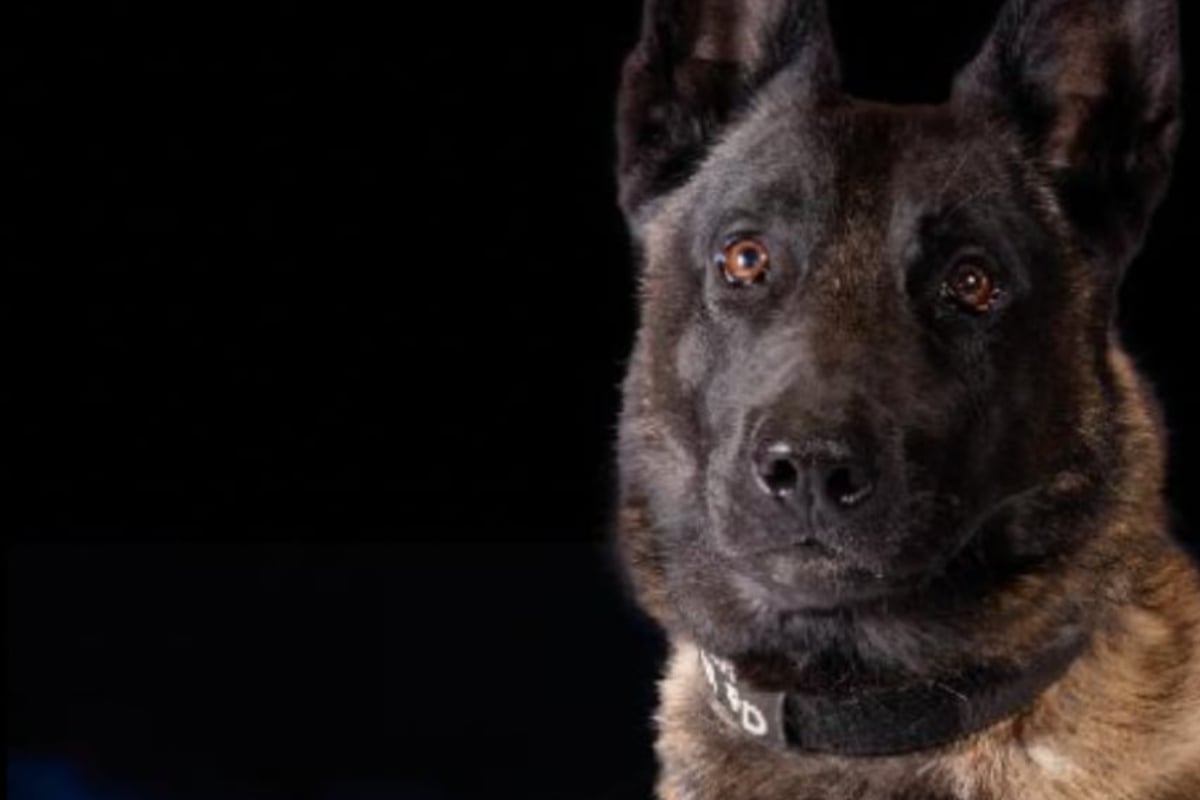 Weil die Technik versagt: Polizeihund stirbt im heißen Streifenwagen