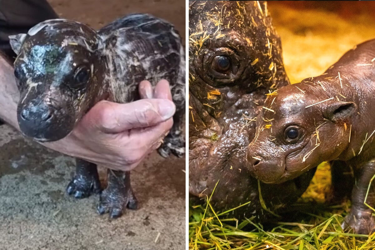 Hippo-Wer? Tierischer TikTok-Star aus dem Berliner Zoo sucht Namen