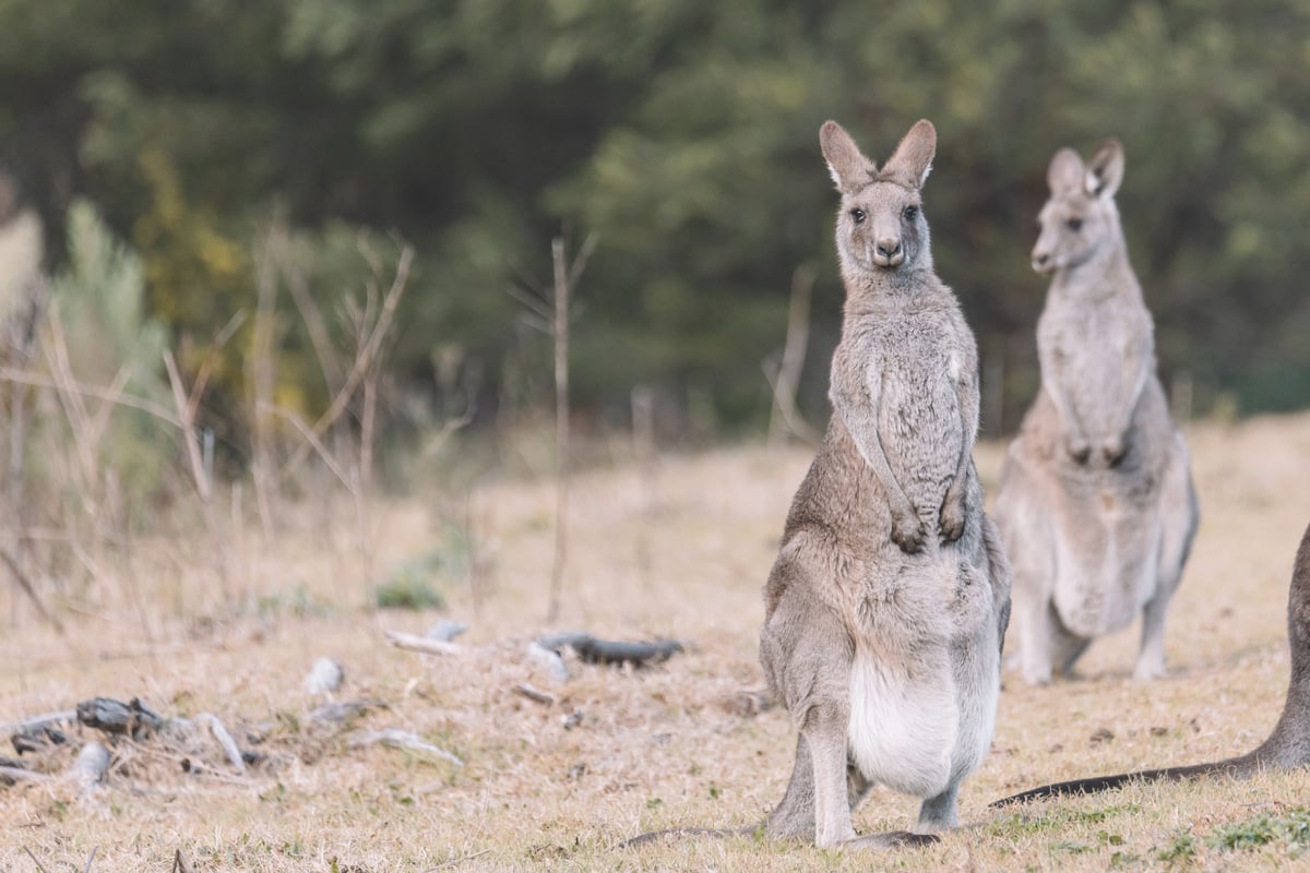 Känguru-Morde sorgen für Entsetzen: Mehr als 60 Tiere mit Schrotflinten erschossen