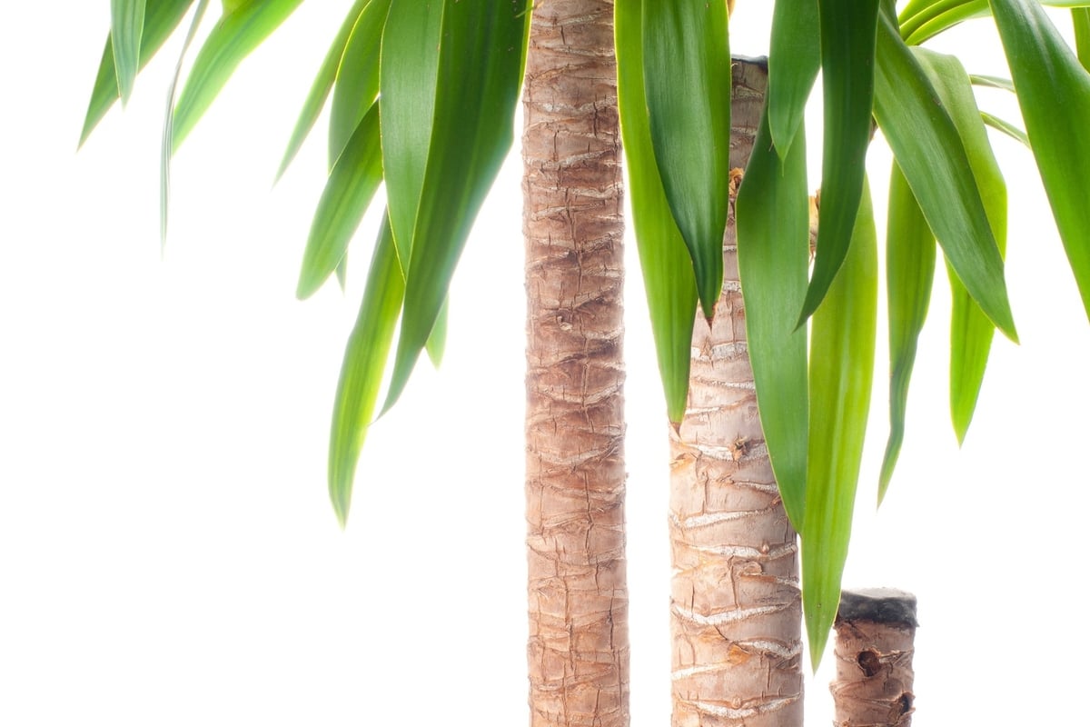 Yucca-Palme vermehren: Diese Mglichkeiten hast Du