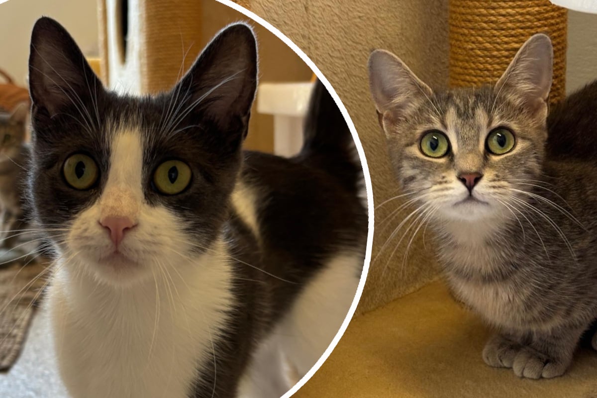 Katzen-Schwestern-v-llig-verst-rt-abgegeben-Wer-gibt-Moni-und-Milanese-eine-Chance-