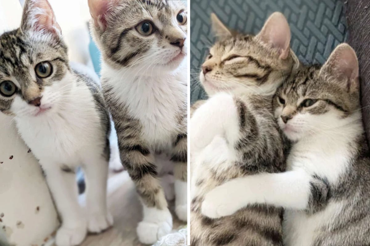 Katzenbabys teilen gemeinsames Schicksal: Happy End für die süßen Spätzünder?