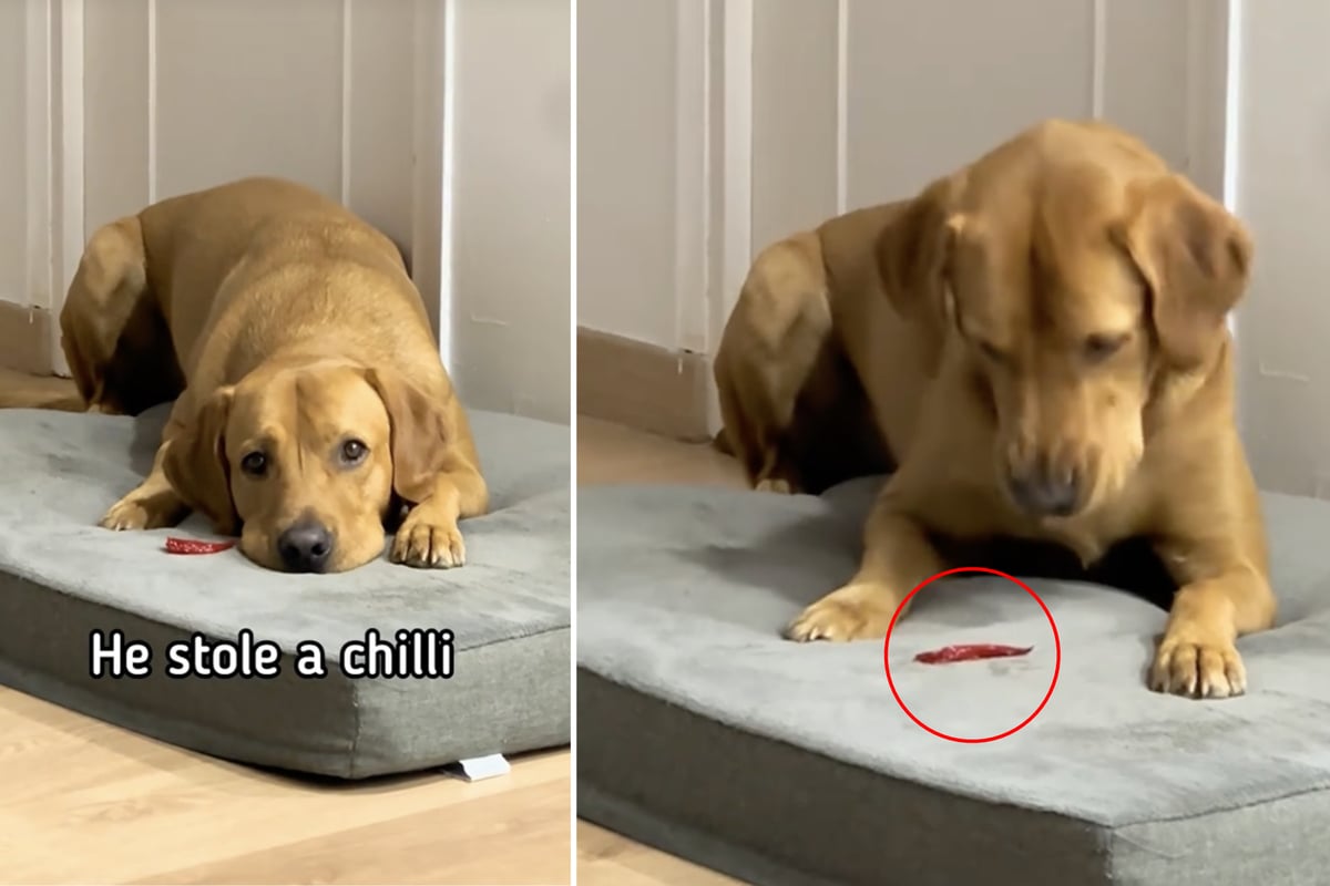 Labrador-bei-t-in-sein-Leckerli-Seine-Reaktion-bringt-fast-alle-zum-Lachen