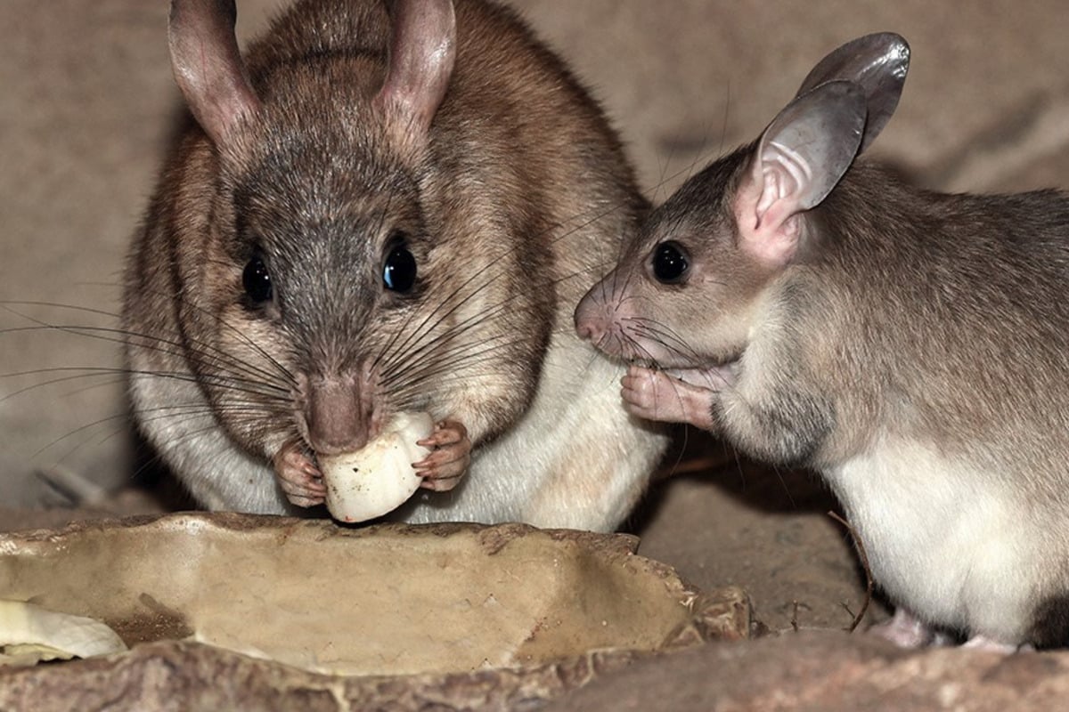 K-lner-Zoo-Kleiner-Neuzugang-mit-gro-er-Bedeutung
