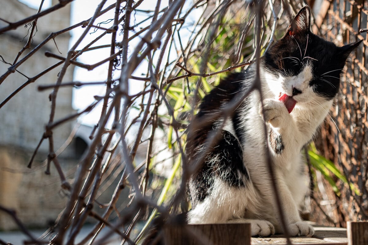 Beliebter Urlaubsort versinkt im Katzenproblem: Regierung zieht Konsequenzen