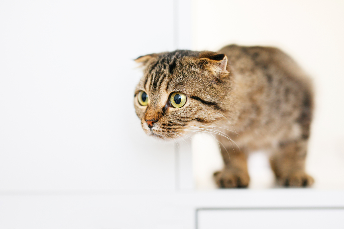 Katze Pinkelt In Wohnung Gleiche Stelle Katze pinkelt in Wohnung: Das kannst Du tun
