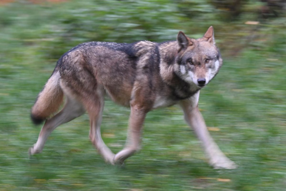 Rot Wolf Totes Tier auf der A3: Polizei findet Wolf bei Altdorf