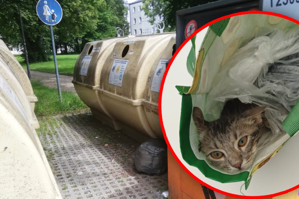 Katzenbaby in Plastiktüte zum Sterben "entsorgt": Tierschützer fassungslos