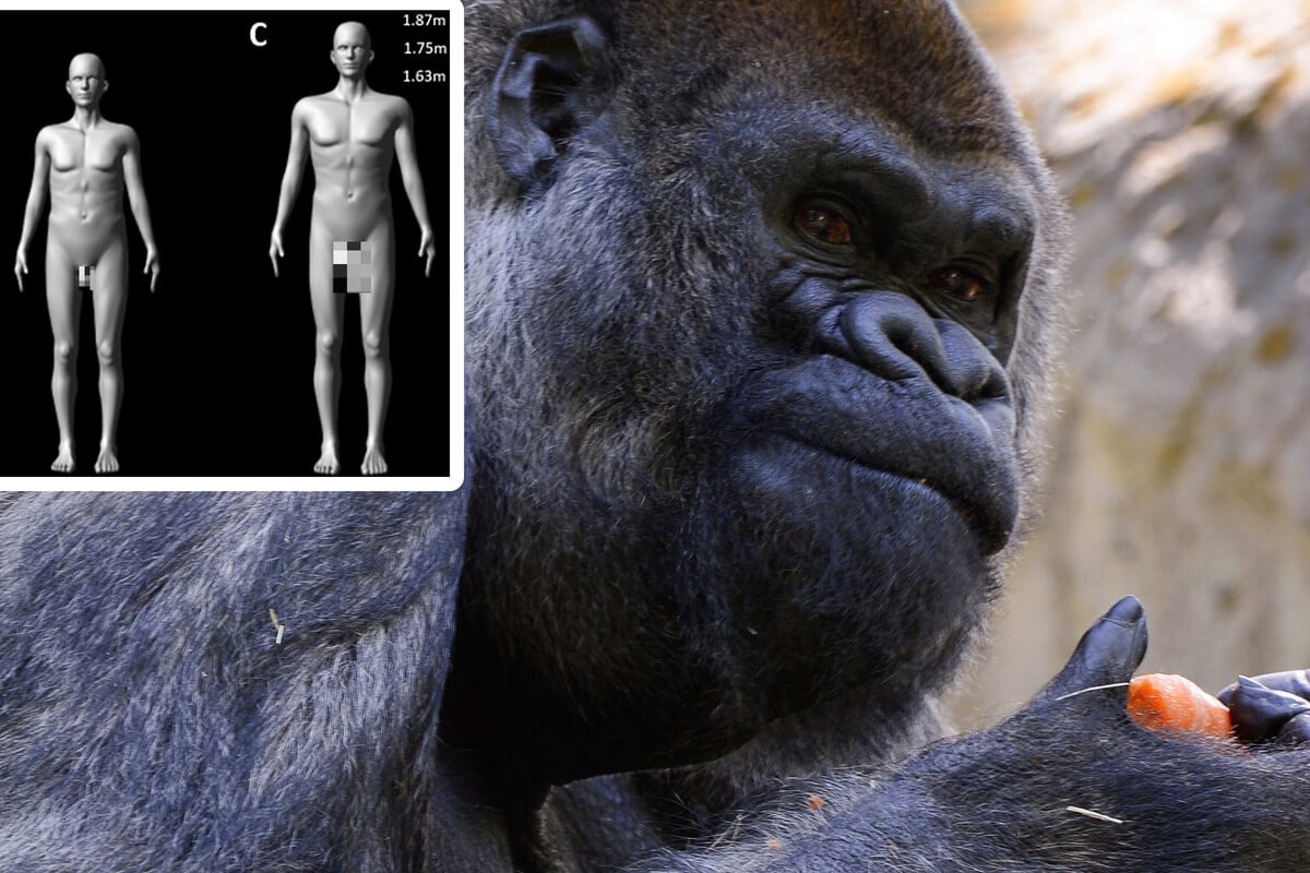 Es-kommt-doch-auf-die-Gr-e-an-Wissenschaftliches-Experiment-liefert-eindeutige-Ergebnisse